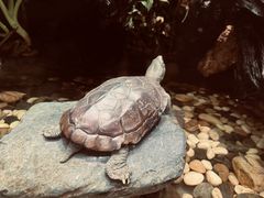 -上海海洋水族馆