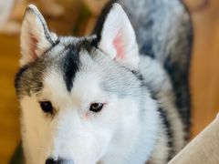 -Husky Go! 哈士奇体验馆·宠物咖啡厅狗咖