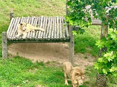 -西霞口神雕山野生动物世界