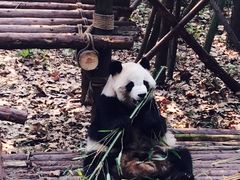 -成都大熊猫繁育研究基地