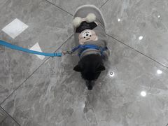 -瑞鹏宠物医院·骨外科·心肾科·肿瘤科(九亭店)