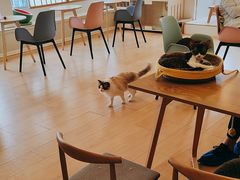 -Let's go狗咖·猫咖·奶狗·桌游(春熙路IFS店)