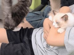 -北京观赏动物医院·24小时大型综合·猫专科·异宠专科
