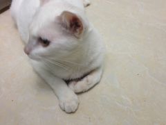 -瑞鹏宠物医院·微创内窥镜·骨外科·牙科(翠竹分院)