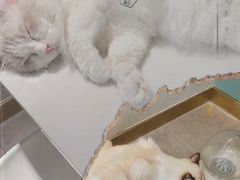 -飞行喵MR PILOT|猫舍·猫咖(静安大融城店)