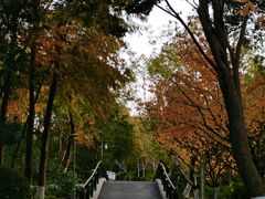 -青枫公园