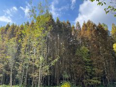 -桤木河湿地公园