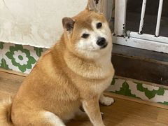 -是阿柴呀！柴犬咖啡·爱喵喵猫咖