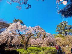 -京都御所