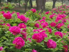 -洛阳市隋唐城遗址植物园