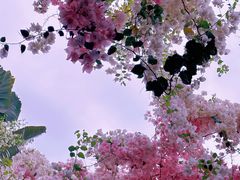 -深圳国际园林花卉博览园