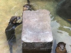 -灵玲国际马戏城
