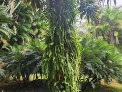 -中国科学院西双版纳热带植物园