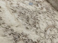 -金沙遗址博物馆