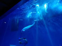 -芜湖新华联大白鲸海洋公园