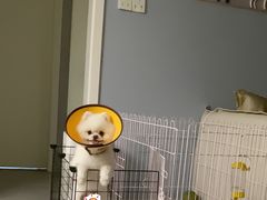 -安安宠医·安宠宠物医院