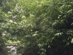 -芦沟竹海