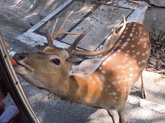 -清迈夜间动物园