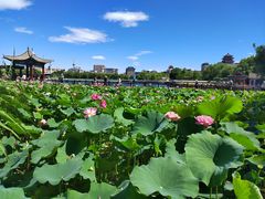 -莲花池公园