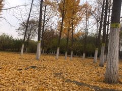 -永定河休闲森林公园