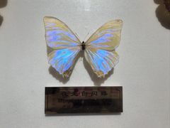 -上海昆虫博物馆