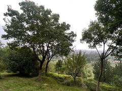 -长安文化生态公园