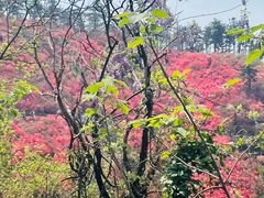 -木兰云雾山