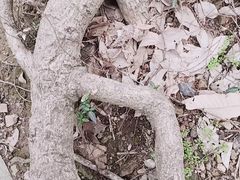 -上海佘山国家森林公园天马山园