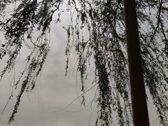 -石家庄市植物园