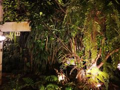 -Fern Forest Cafe