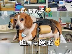 -派美特宠物医院·核磁CT·骨科肿瘤·疑难转诊(沈农禾丰店)