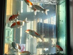 -浩运·海鲜青岛菜·海胆水饺(石老人店)