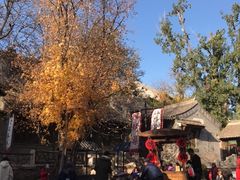 -古北烤梨