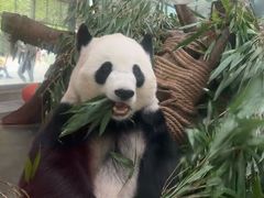 -成都动物园