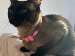 -纳吉亚猫专科动物诊疗中心(蒋宅口分院)