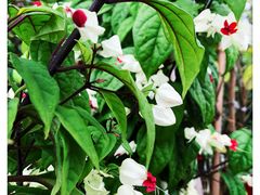 -三圣花乡旅游区