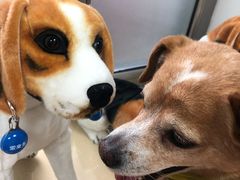 -北京观赏动物医院·24小时大型综合·猫专科·异宠专科