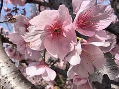 -顾村公园