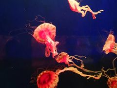 -西安曲江海洋极地公园