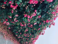 -上海滨江森林公园