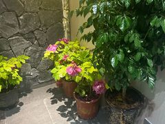 -杏花村水席楼·洛阳水席(老城十字街店)