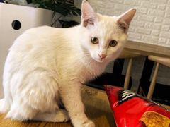 -平行世界·猫咖(首经贸店)