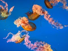 -太平洋海底世界