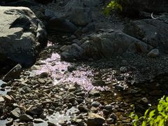 -花岩国家森林公园