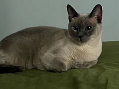 -纳吉亚猫专科动物诊疗中心(蒋宅口分院)