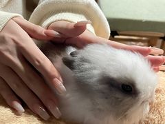 -猫猫幼稚园·撸猫·桌游·电玩