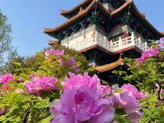-洛阳市牡丹公园