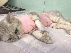-达爱动物医院·犬猫分区·CT·复杂眼科(远洋山水分院)