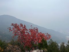 -北京十三陵国家森林公园蟒山景区
