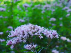 -上海滨江森林公园